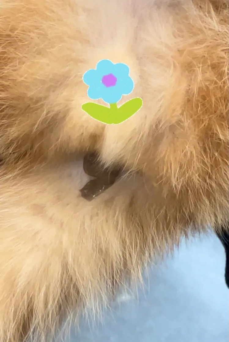 挤完公司10只猫的肛门腺后,办公室还好吗?