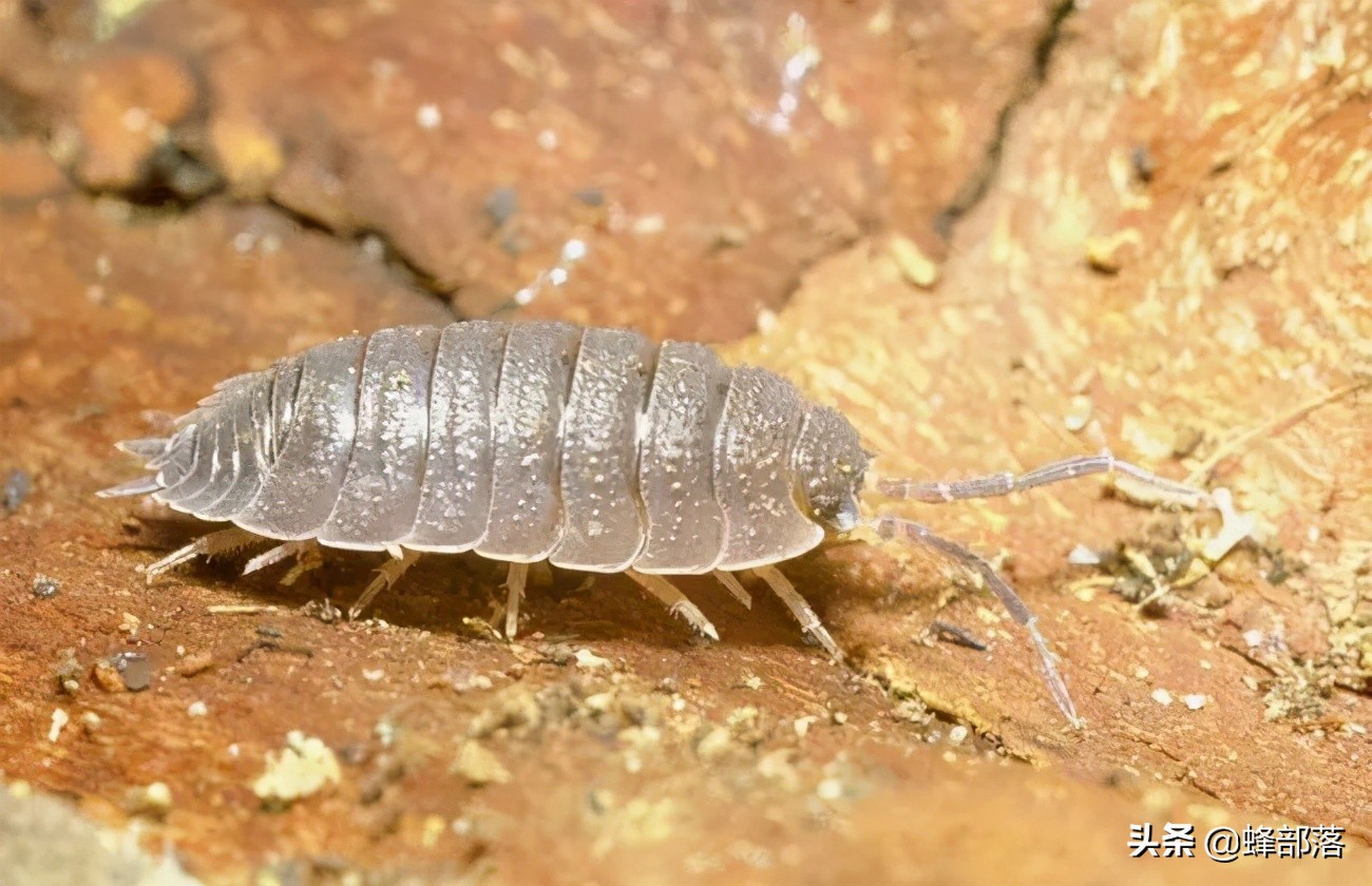 听这个名字没有见过的朋友可能认为这是一种哺乳动物,至少和老鼠还是