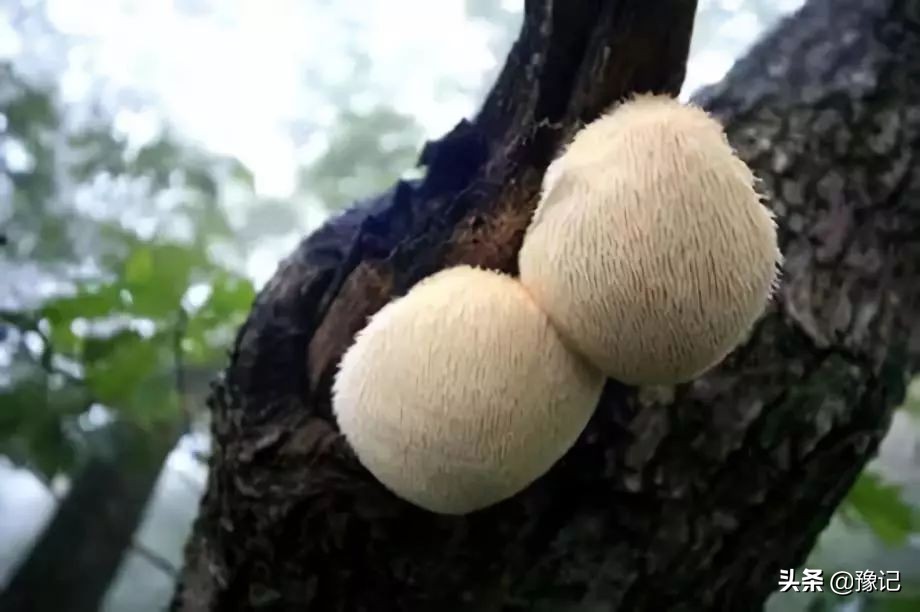 海鲜菇长白毛还能吃吗(河南的鲜味儿有多毒，尝了才知道)