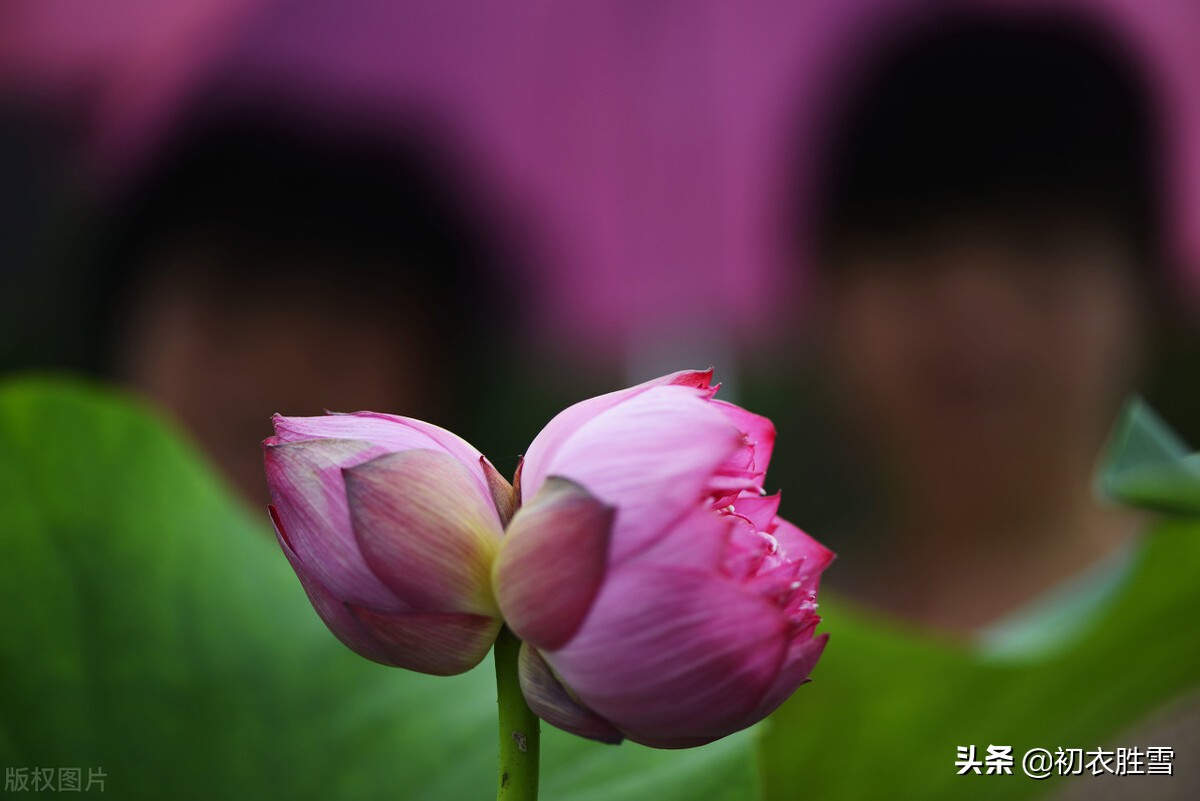 并蒂莲花诗词七首赏读：露湿红芳双朵重，并蒂芙蓉本自双