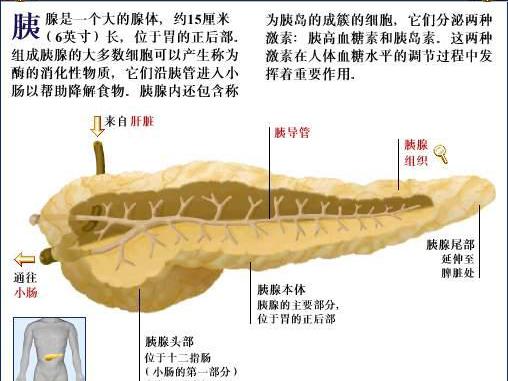 普照医生：胰腺是什么？胰腺炎是怎样引起的？