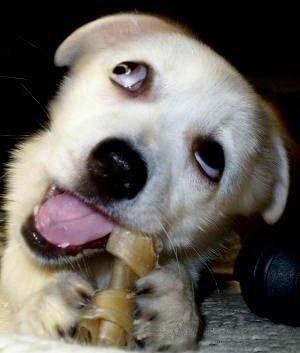 你见过最笨的狗能笨到什么程度?狗狗智商低的6个表现