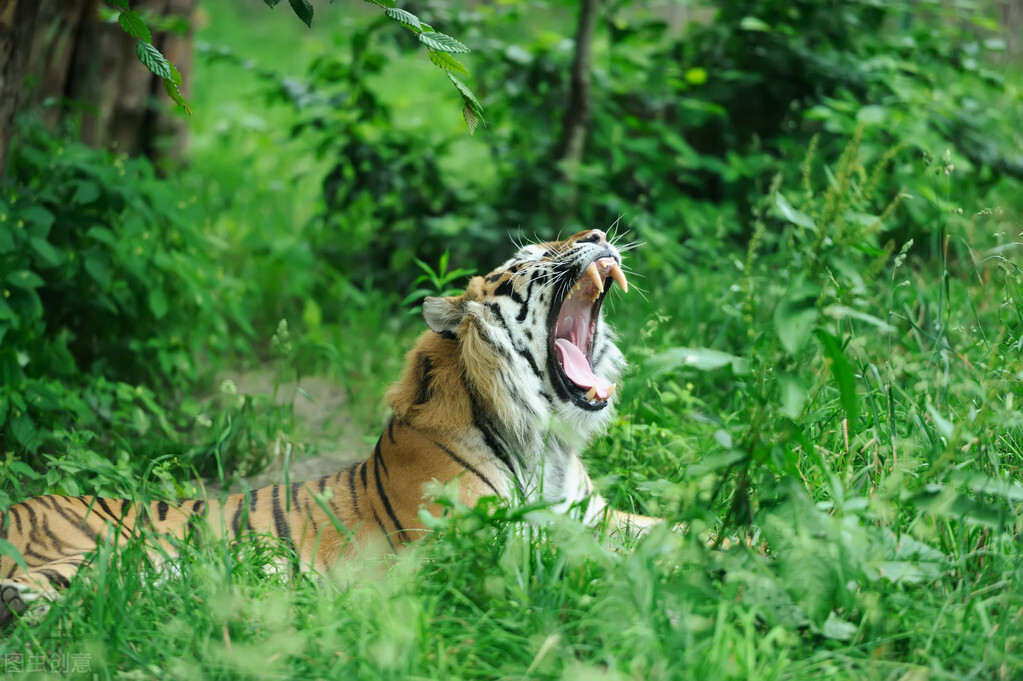 毛碎发型图片男生(成年老虎能一掌拍碎车窗) - 赤虎壹号