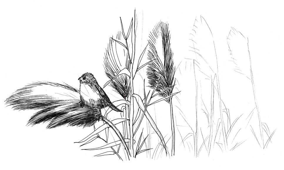 听说你不会画芦苇钢笔画，视界教你画芦苇，简单易学，快来临摹