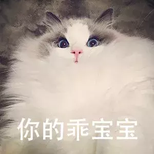 为什么布偶猫价格那么贵?新手铲屎官适合养布偶吗?