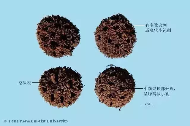 每天学习一味中药——路路通(第49天)