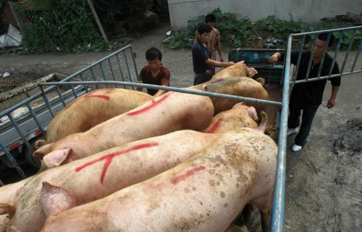 猪肉降价了！国内最新生猪价格“地图”出炉，12省跌破17元一斤！