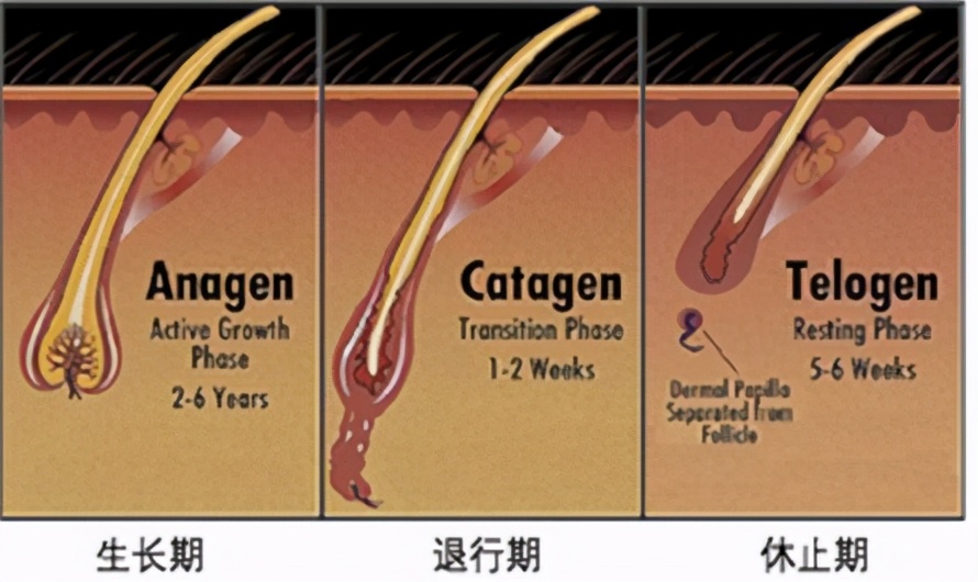 头发如何越来越浓密？
