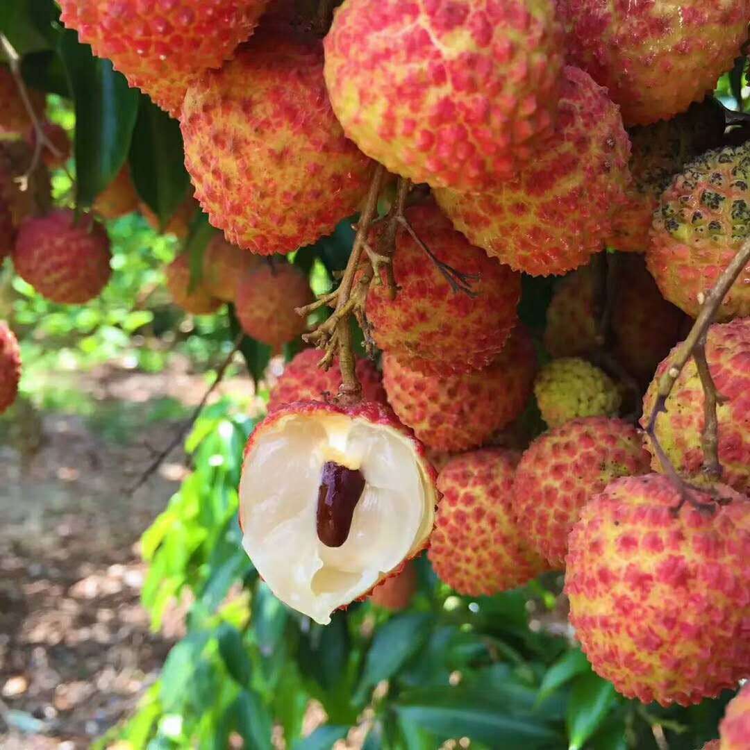 荔枝的季节是几月份（广东荔枝上市时间汇总）