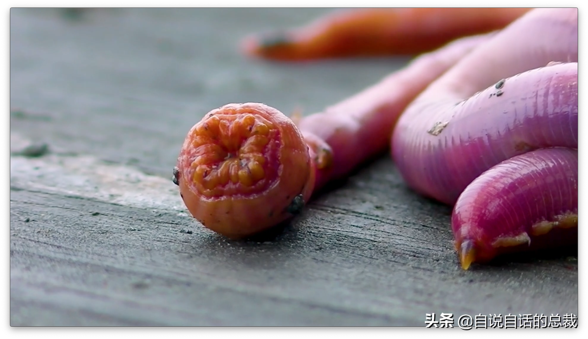 蒙古死亡蠕虫(传说中的蒙古死亡蠕虫，找到它就能找到成吉思汗的宝藏)