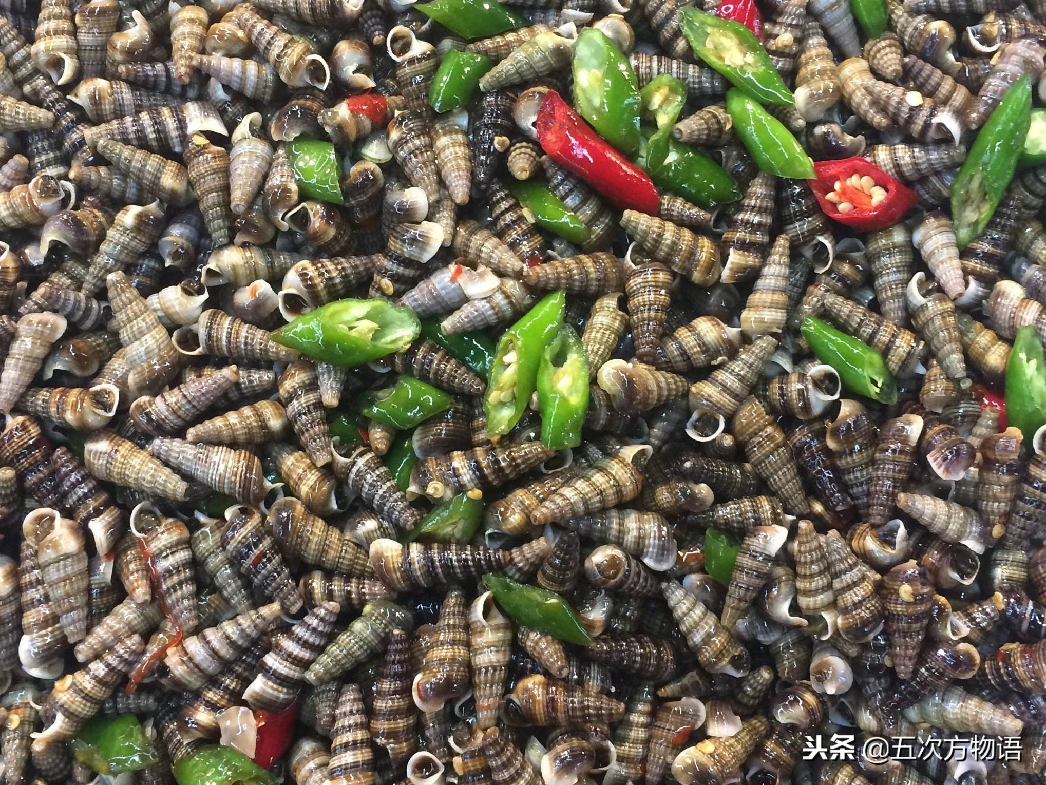 青岛常见海螺图鉴