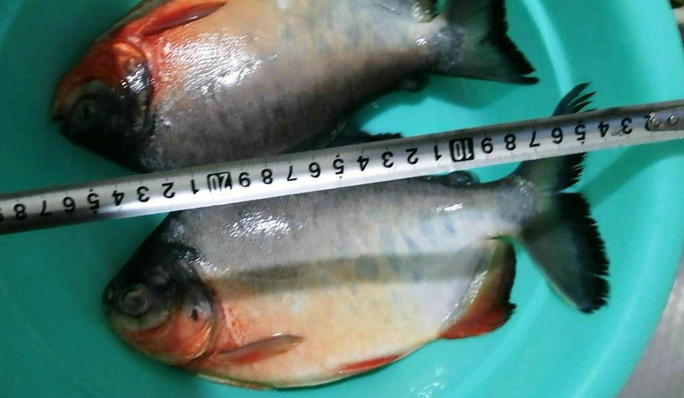 紅腹食人鯧,紅腹食人鯧魚