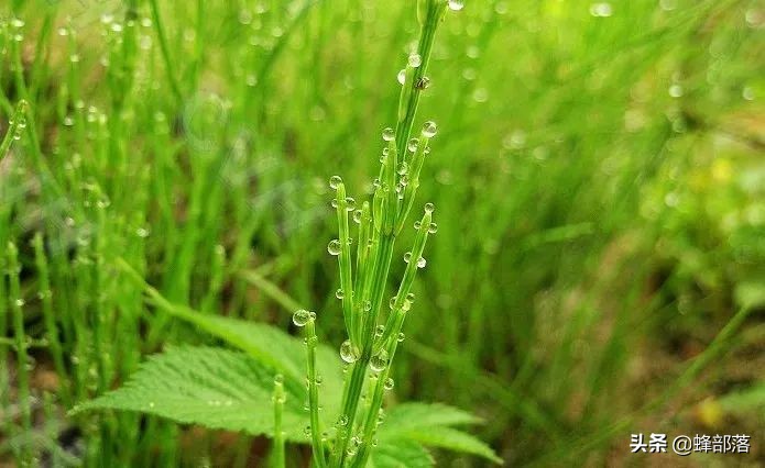 荆草是什么（在古代荆草是寻找到黄金的捷径之一）