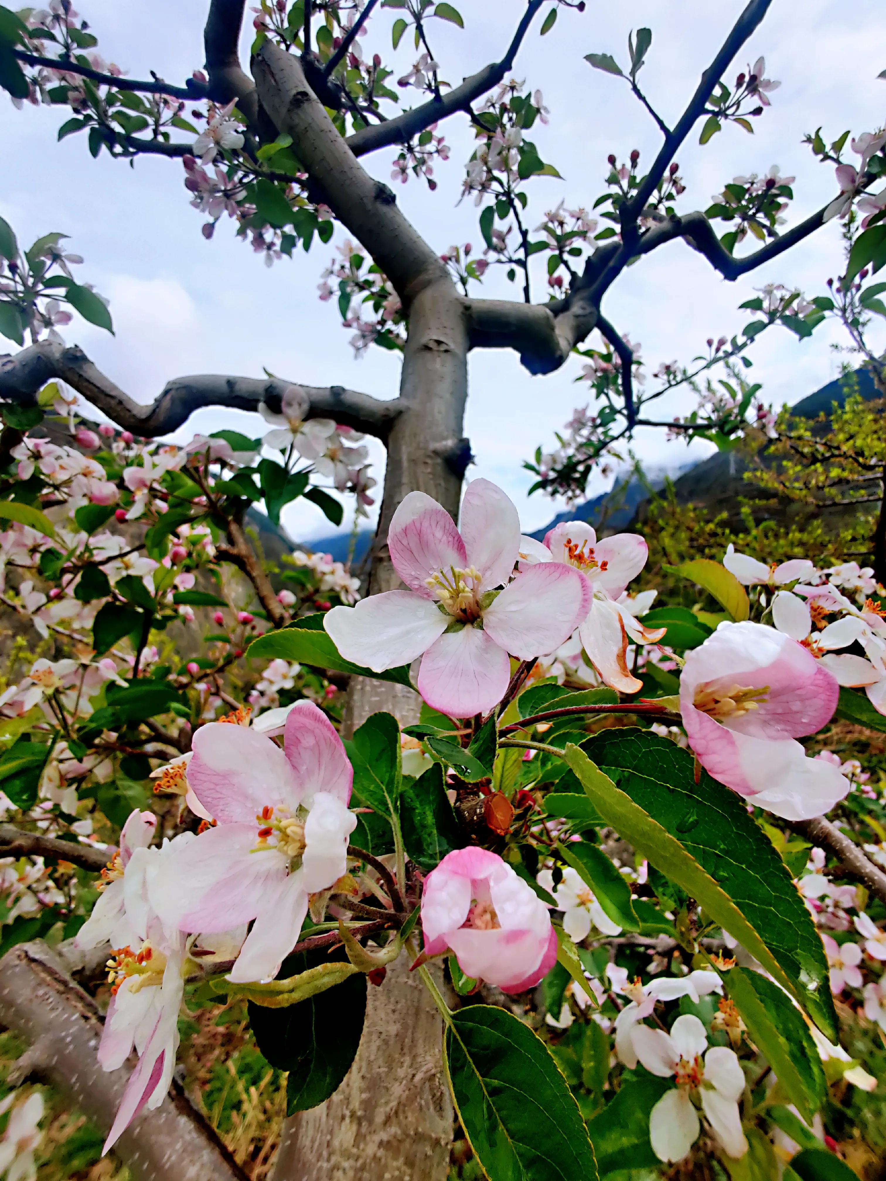 残酷的四月，有苹果花花开成海，清芬隐隐，护佑我们平安的世界