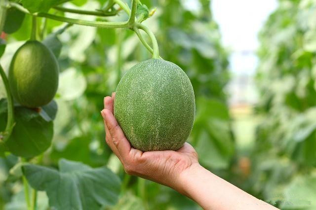 简述哈密瓜的种植方法，以及种植管理过程中的注意事项