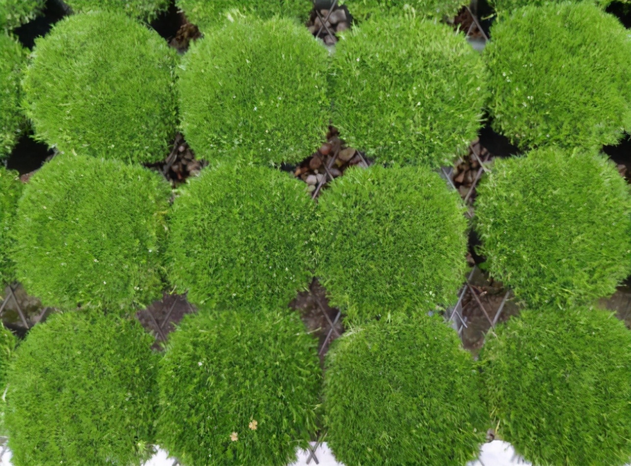 3种可以当草坪的花,它们耐寒又耐热,皮实好养,盆栽开花也很美