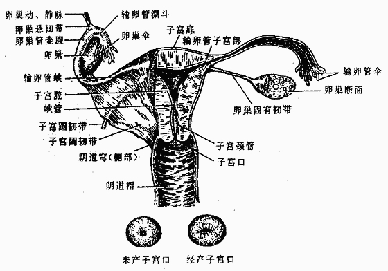人体解剖学女性生殖系统
