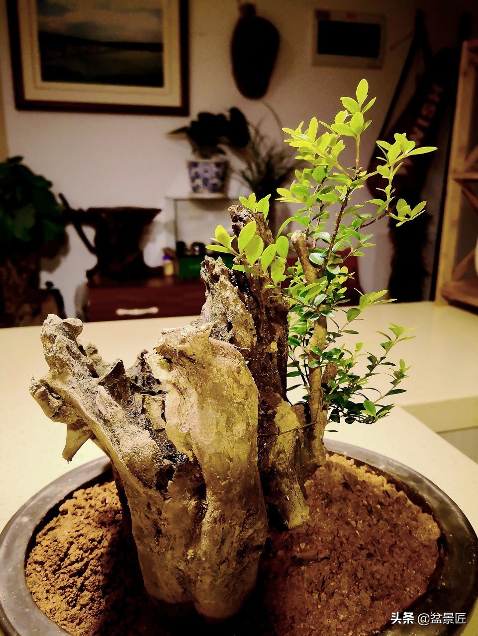 朋友这样养护赤楠,养"盆景"做到这几点,小叶赤楠枝繁叶茂