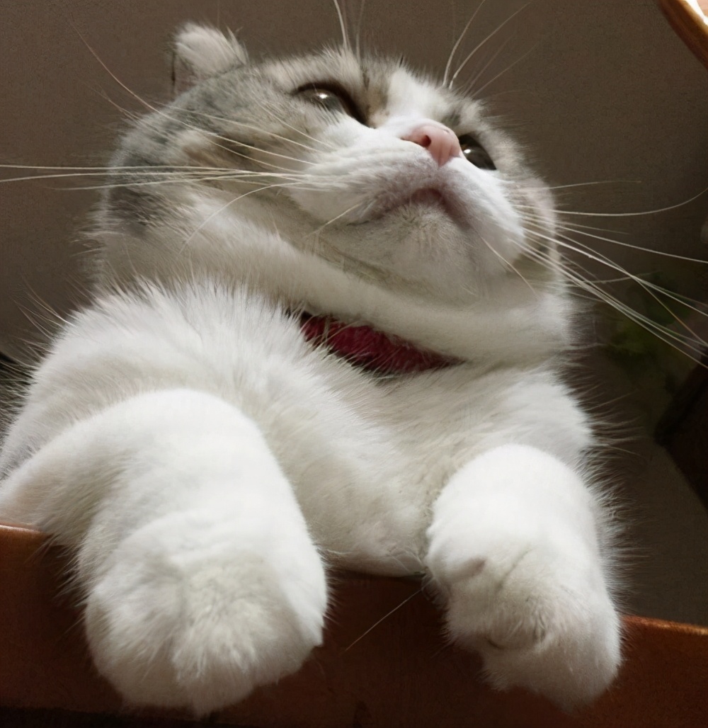 猫咪过得“滋润”的7大表现，你家有吗？