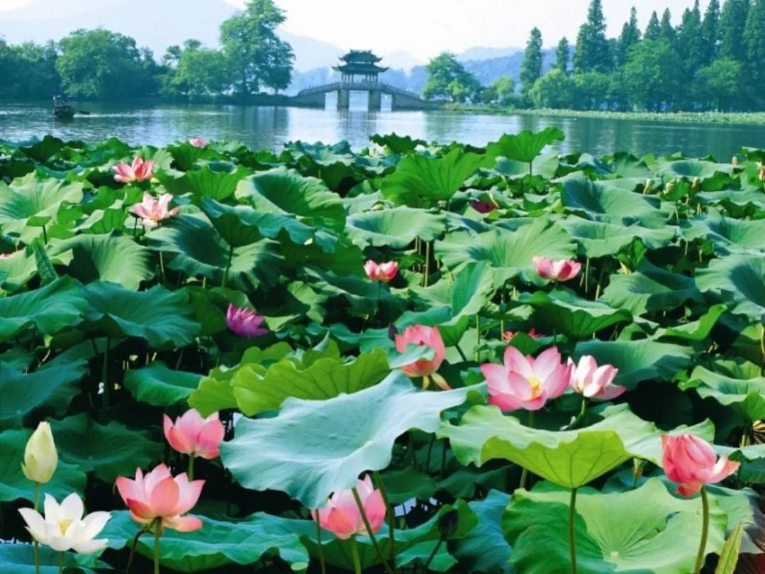 杭州西湖十景是哪十景(西湖一日游最佳攻略) 