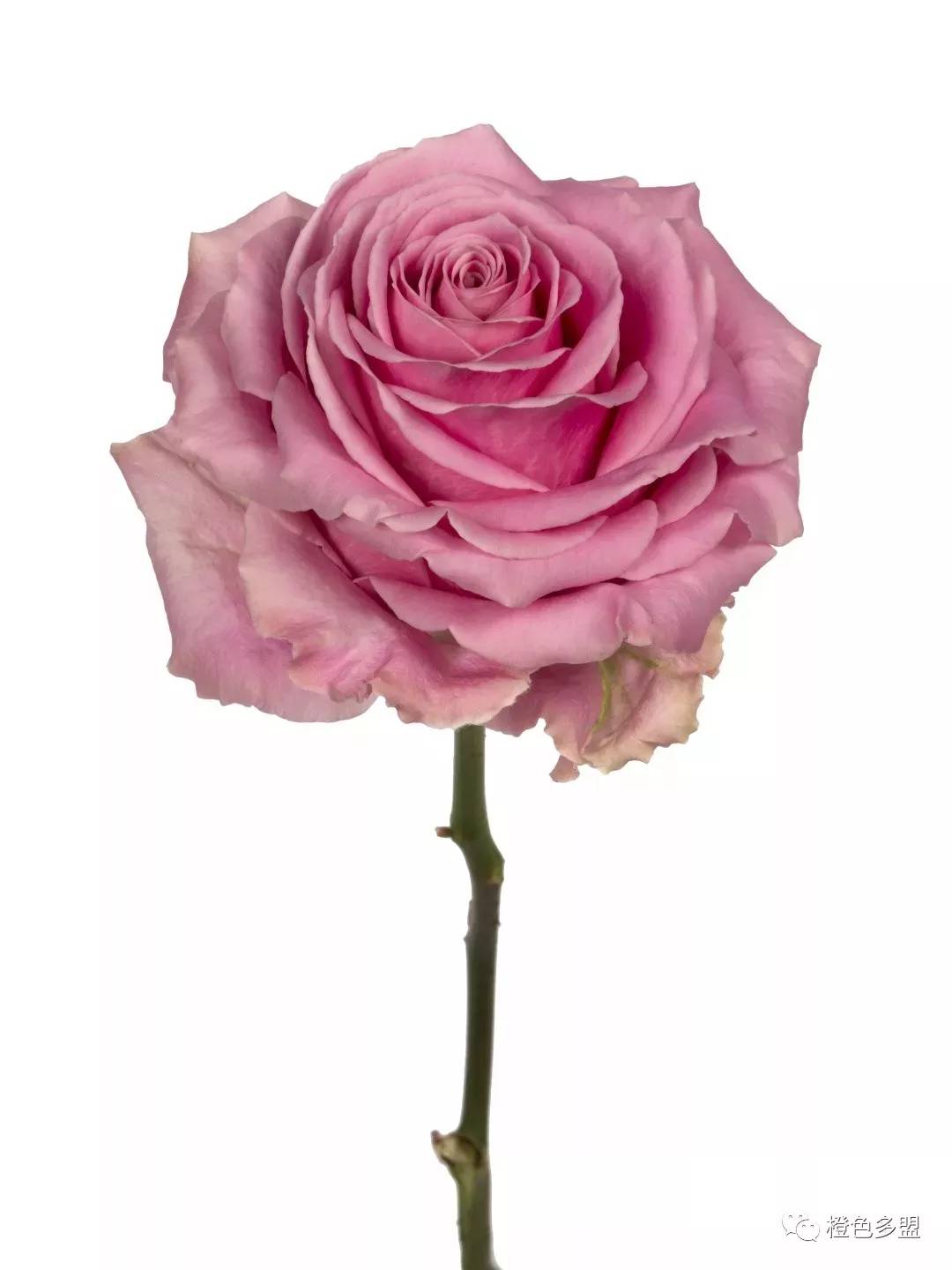 弗洛伊德玫瑰图片（详解鲜切花玫瑰各类品种）