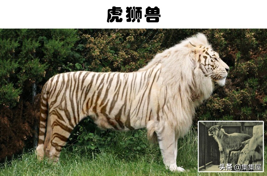 雜交動(dòng)物,雜交動(dòng)物有哪些