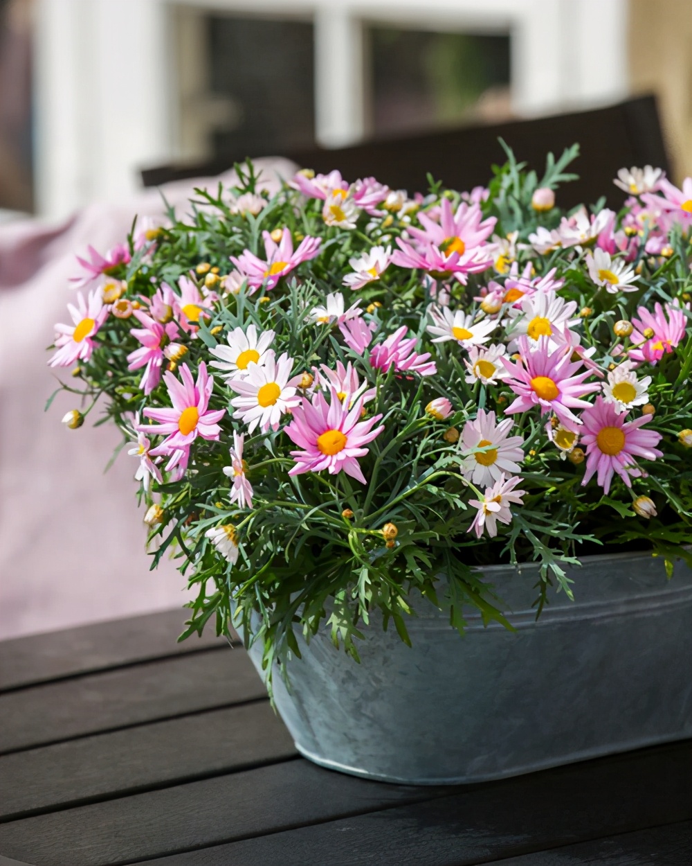 广东玛格丽特菊花怎么养经验分享精心整理