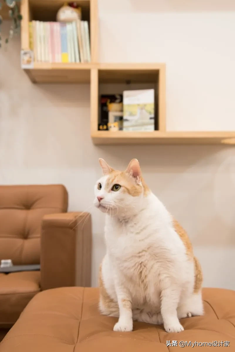 8只猫与人共住,舒适北欧风!竟是宜家爆改出租房!猫皇不亦乐乎