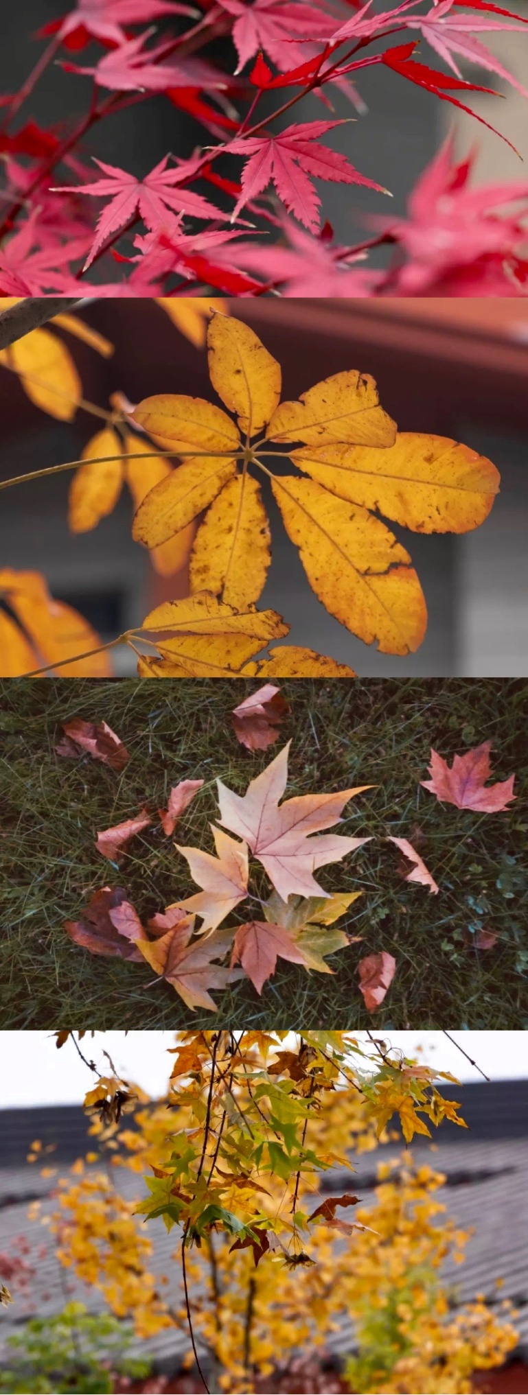 占地180公顷,毗邻长安八景之一,位置优越,陕西这个地方美成了仙境