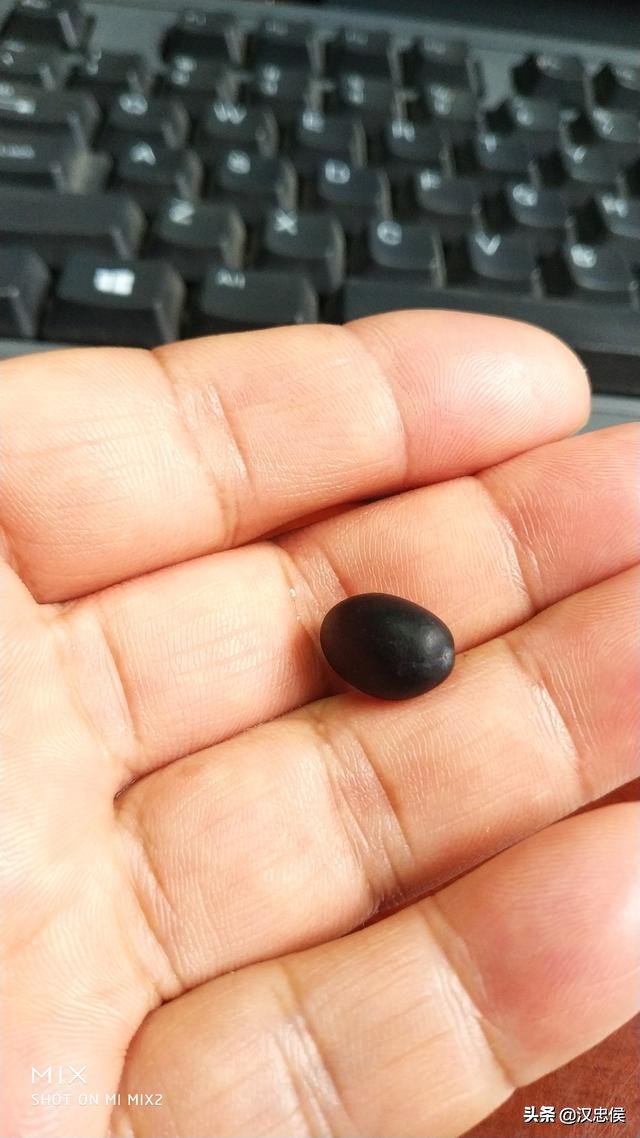 各位不用再试了，这个果子不能吃