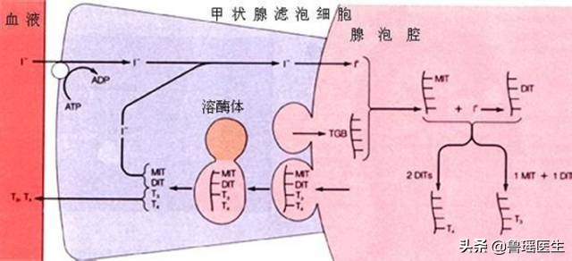 教您快速看懂甲状腺功能化验单