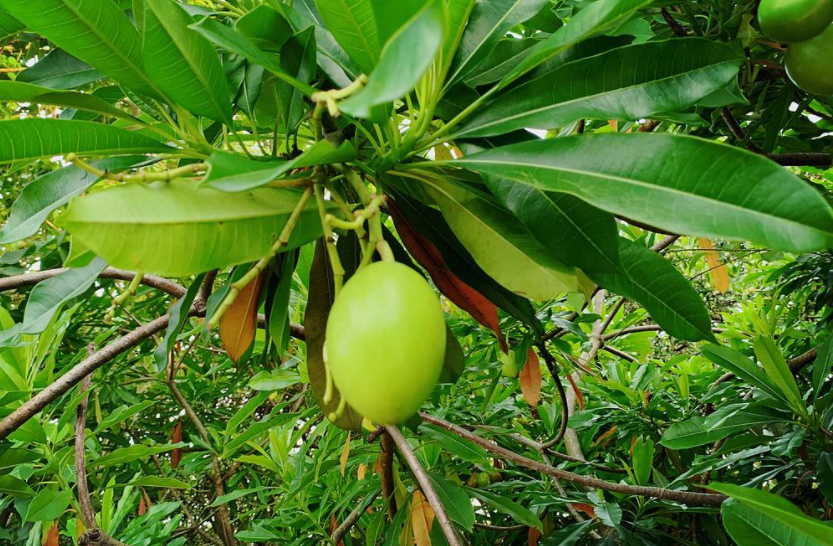 认识植物界的“六大毒树”，看到“绕道走”，涨姿势不吃亏