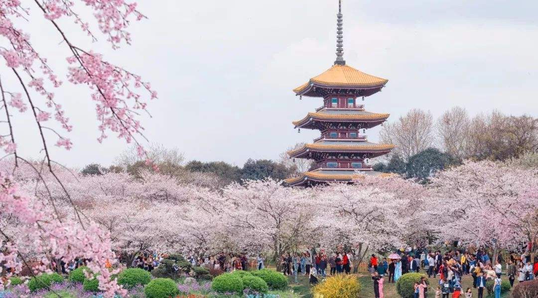 湖北省教育学（311）院校深度分析，长江大学611改311？