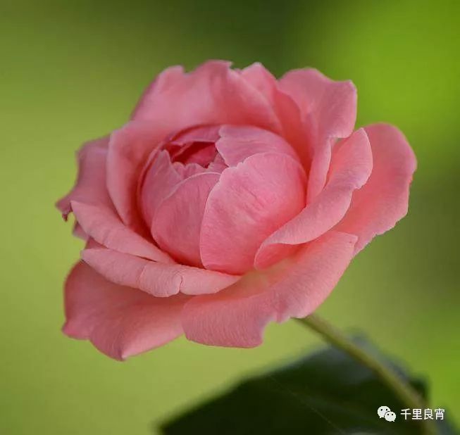 愿岁月如初，你我如故