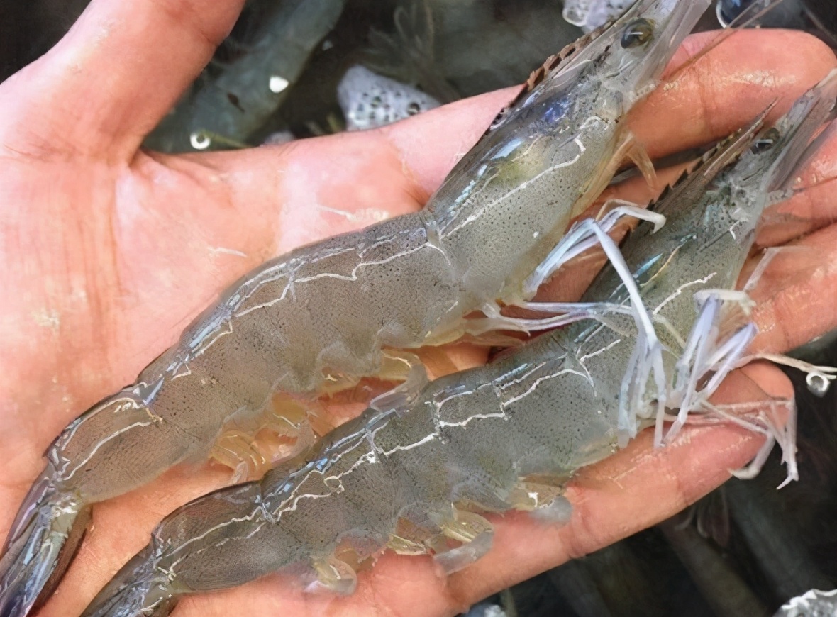 基围虾是什么虾?对虾,明虾一样吗?区别可不小,买虾前先弄明白