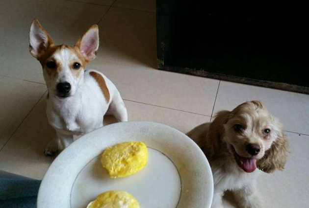 揭秘：狗狗吃蛋黄好处多，但也可能伤害身体
