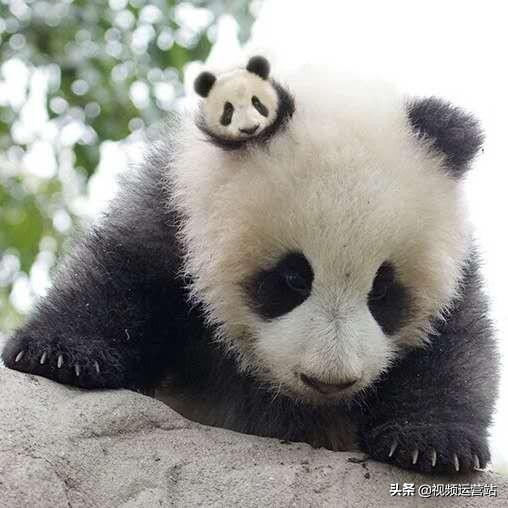 关于熊猫说说 大熊猫搞笑说说_qq说说网