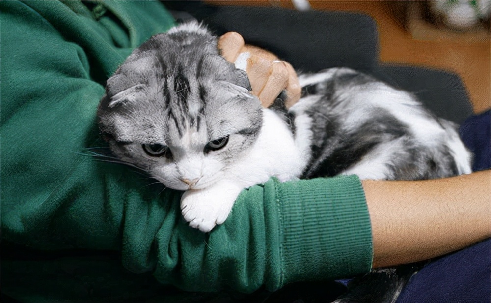 猫咪掉毛怎么办（撸猫一时爽，掉毛“火葬场”，猫咪掉毛严重怎么办？）