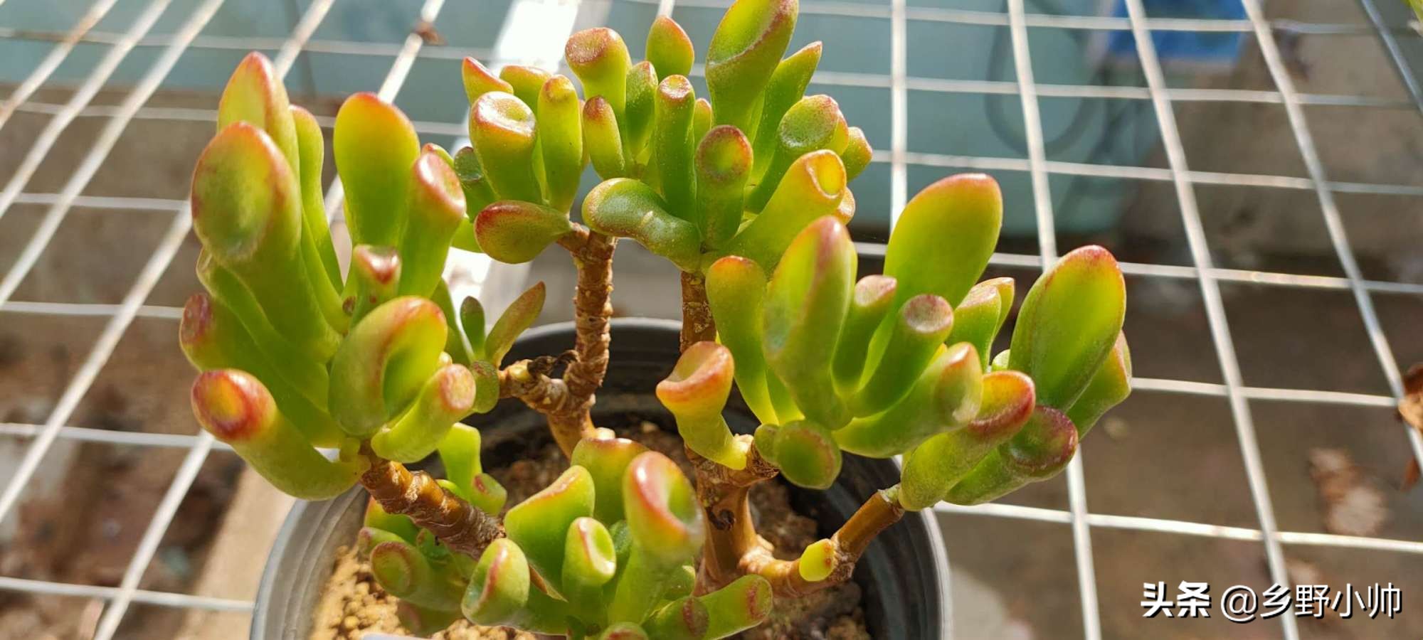 吸财树的养护及繁殖方法,掌握好这几点,吸树树会更美