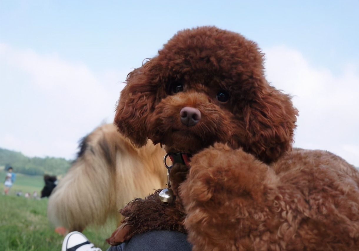 最全的“泰迪犬”挑选指南！总结好了，直接照搬