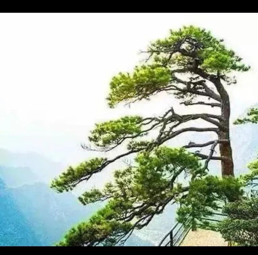 中国十大古树！都是什么树？都在哪里？