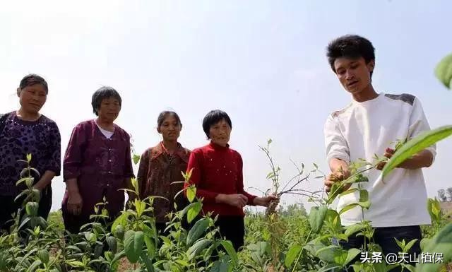 种植枸杞、金银花、天麻和桔梗，用途多销路广，市场供不应求