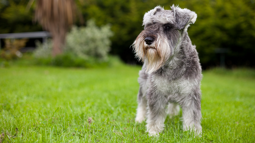 排行榜：9种最聪明的小型犬，你家狗狗在不在其中？