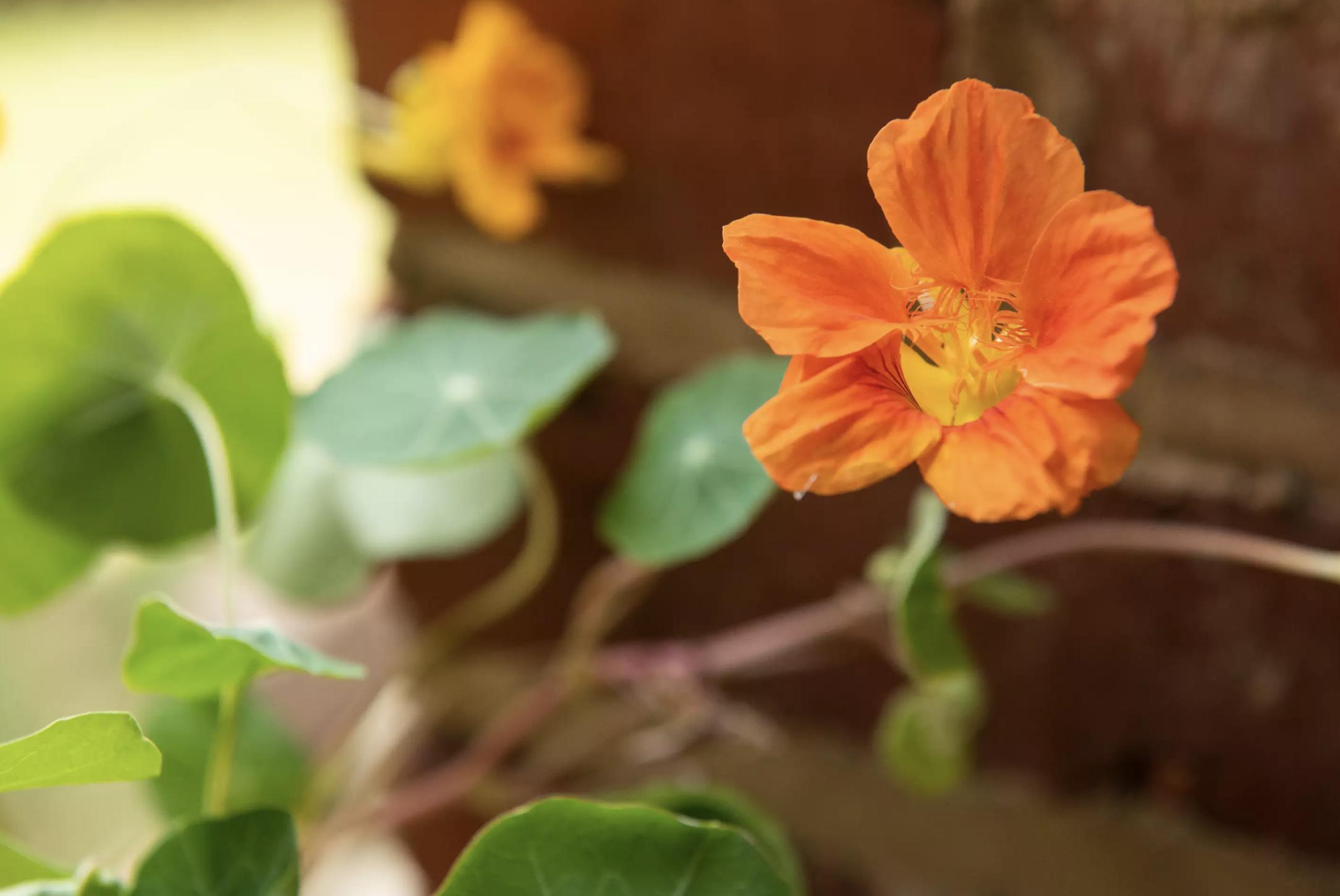 100种适合室内种植的花卉植物,颜值高、易打理,慢慢观赏慢慢看