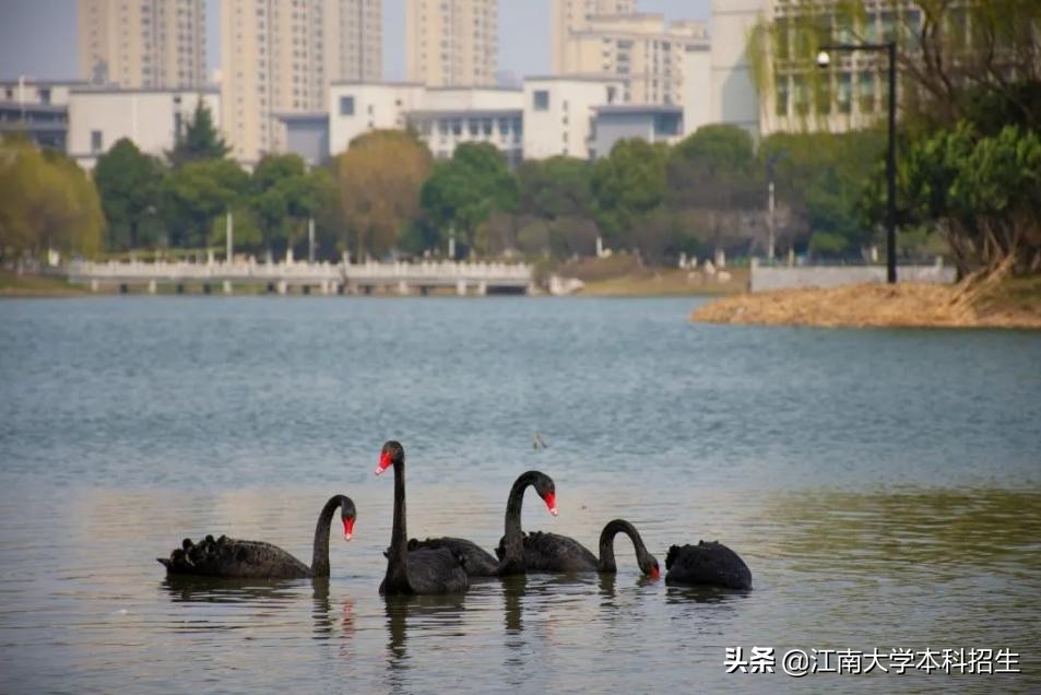 中国“最美”大学之一！占地3250亩，分布10万余棵植物，上学就像度假！