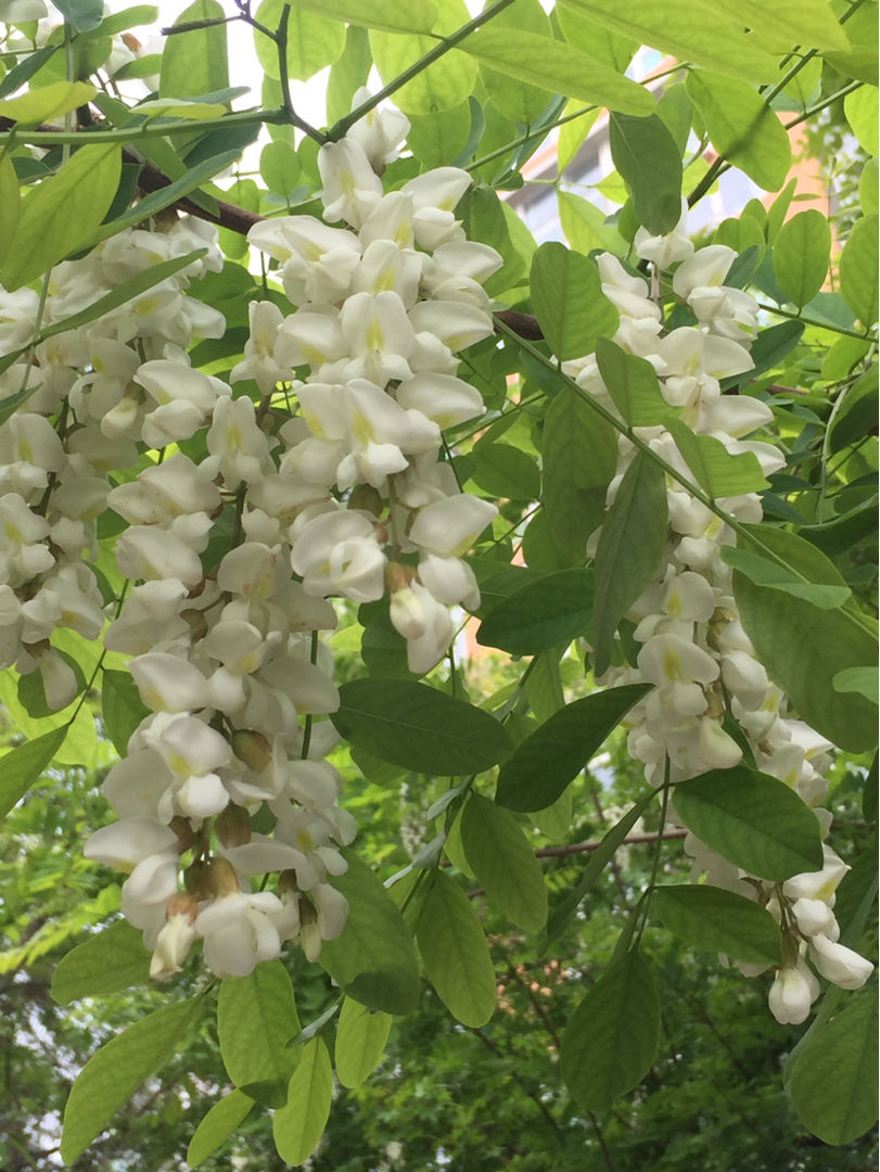 家门口40年的大槐树,有人想砍掉,村里人坚决反对