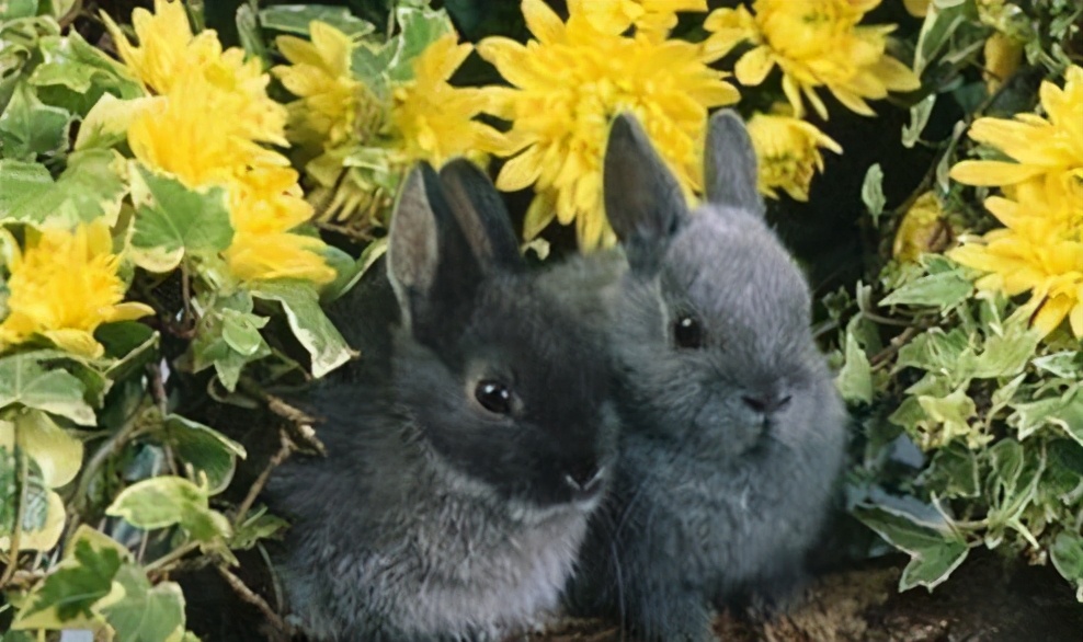 今日兔子价格多少一斤，今日全国兔子毛价格论坛