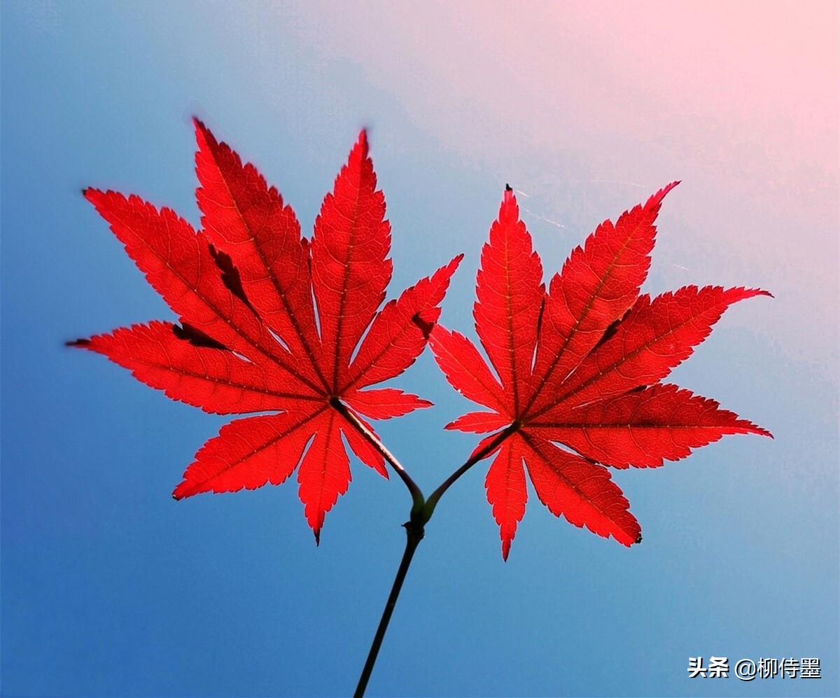 叶子形态各有千秋，跟着摄影师学拍照，拍美“一叶知秋”