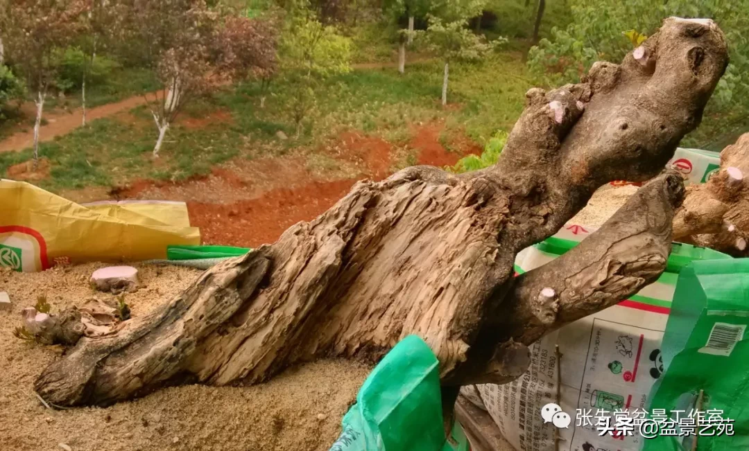 一棵朽木对节盆景桩的蜕变