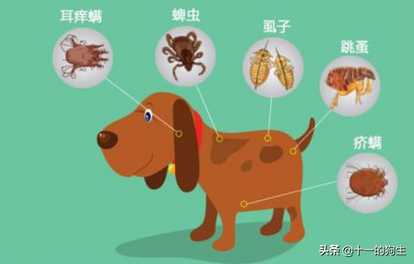 跳蚤不是个好东西，对你和狗而言都不是，那如何治疗与预防挑在呢